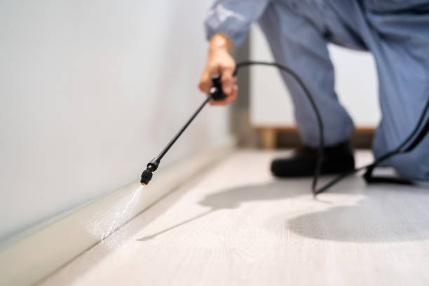 Best Wasp Removal Services  in Idylwood, VA