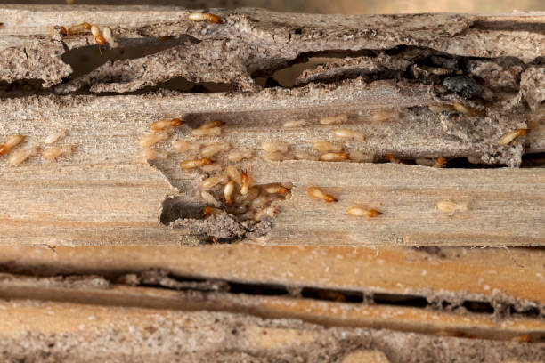 Best Bed Bug Extermination  in Idylwood, VA